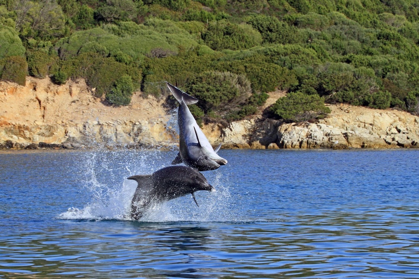 Delfini Alghero