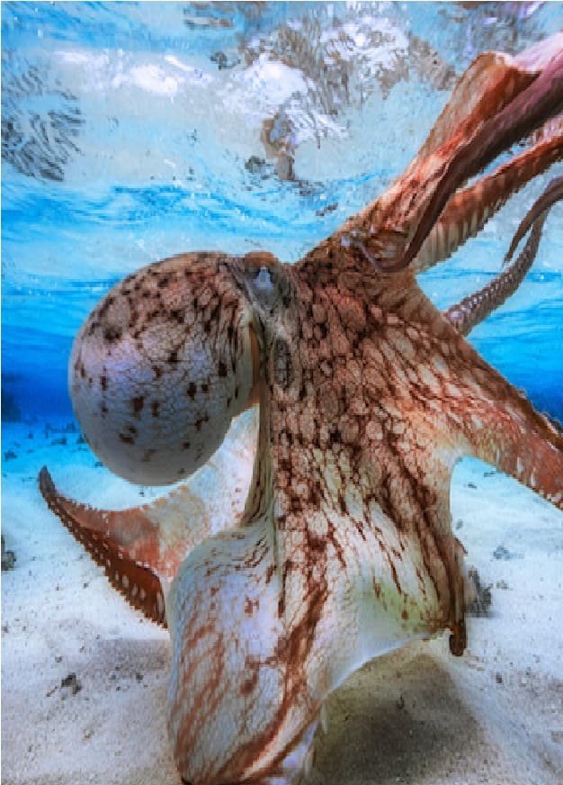 Octopus on sandy seabed