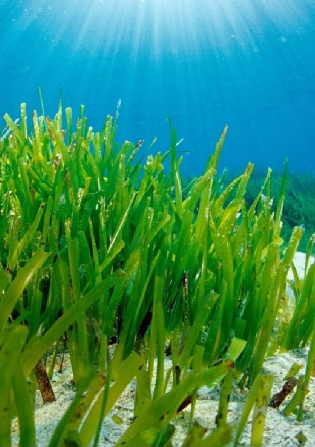 Seabed with Posidonia Oceanica